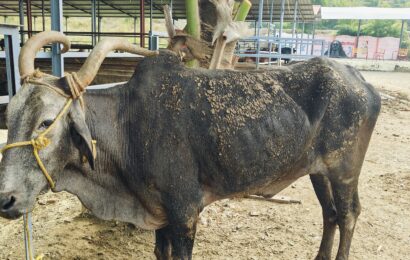 पुन्हा कत्तलखान्यावर छापा, 1 लाख 60 हजारांचा मुद्देमाल जप्त करत एकावर गुन्हा दाखल