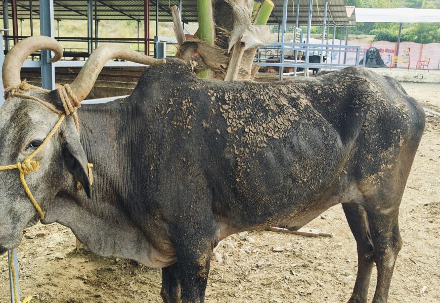 पुन्हा कत्तलखान्यावर छापा, 1 लाख 60 हजारांचा मुद्देमाल जप्त करत एकावर गुन्हा दाखल
