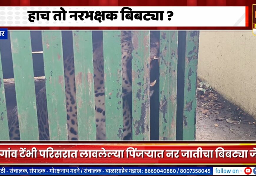 संगमनेर – हाच तो नरभक्षक बिबट्या ?, निमगांव टेंभी परिसरात नर जातीचा बिबट्या जेरबंद