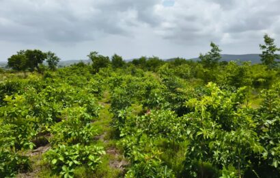 दंडकारण्य अभियानातून हर्मन हिल्स वर 40765 देशी वृक्षांचे संवर्धन