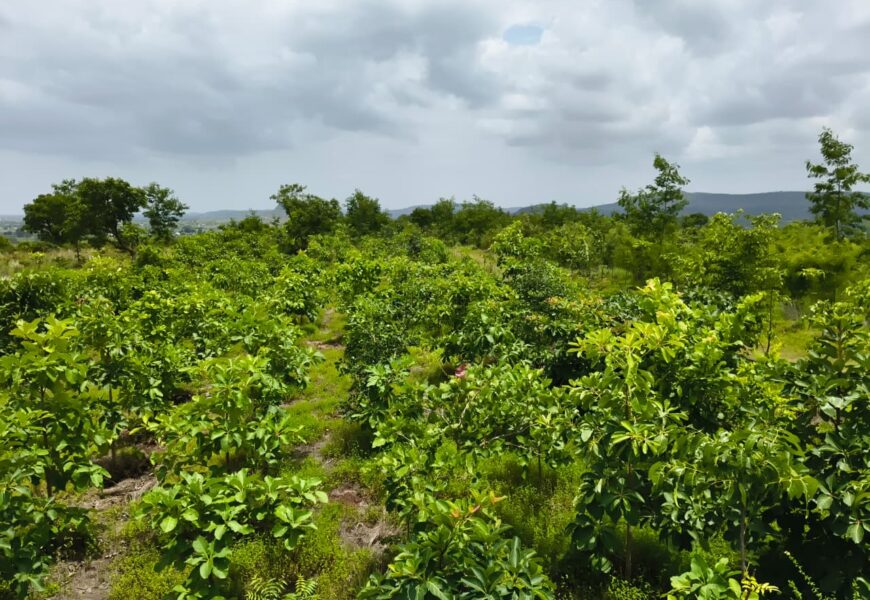 दंडकारण्य अभियानातून हर्मन हिल्स वर 40765 देशी वृक्षांचे संवर्धन